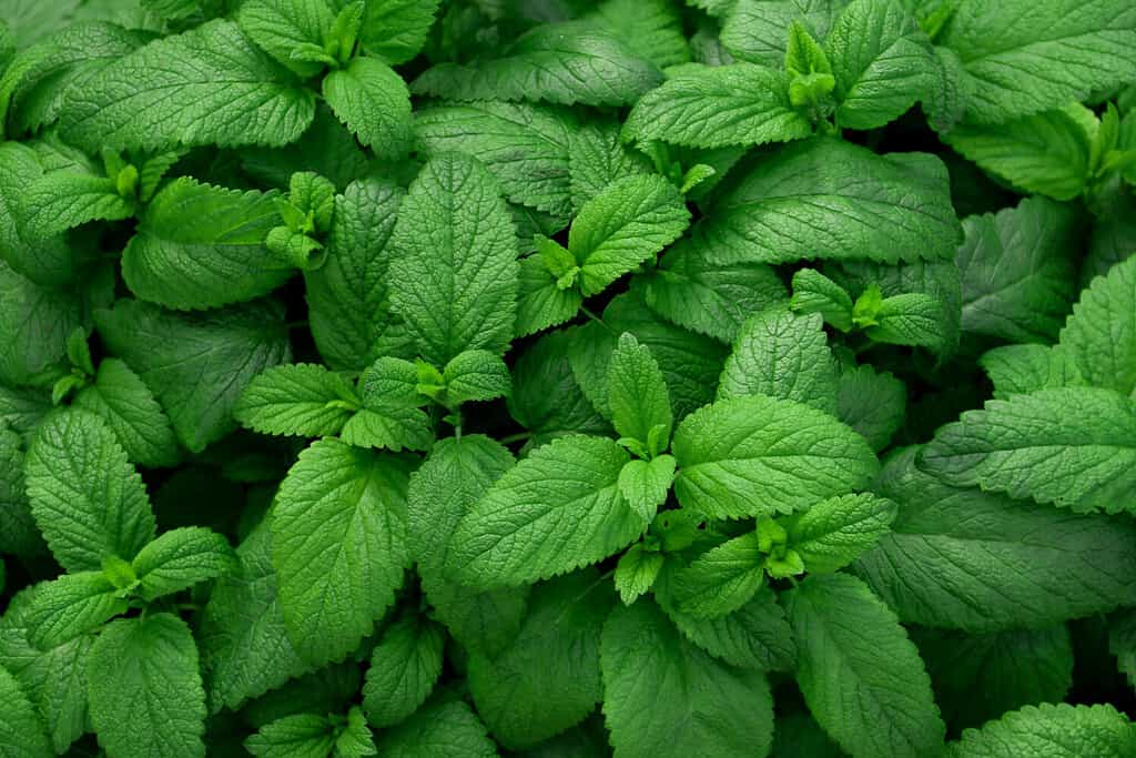 Can Mint Survive Winter? 6 Tips for Keeping Your Favorite Herb Alive