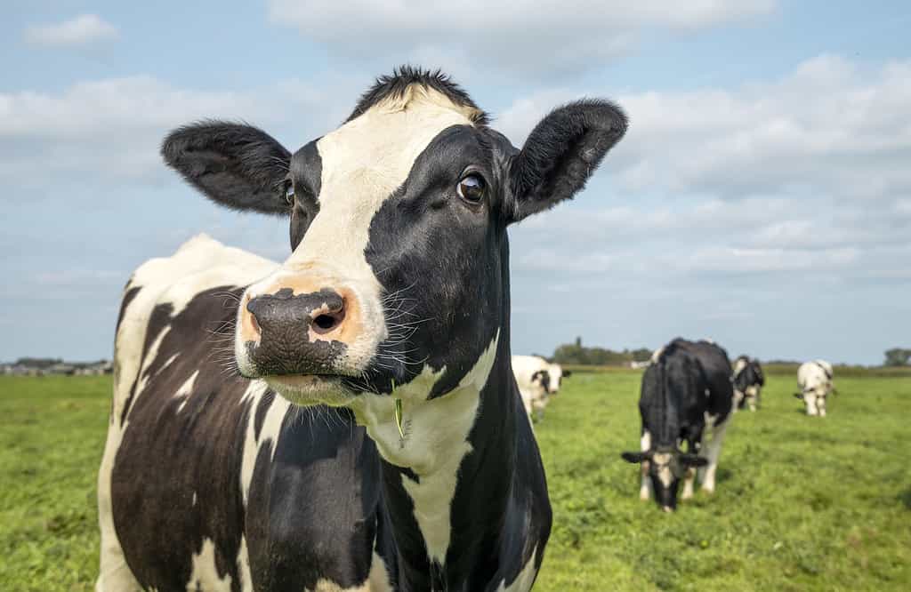 How Much Does It Cost to Care for a Cow in 2024? What to Expect Each Month