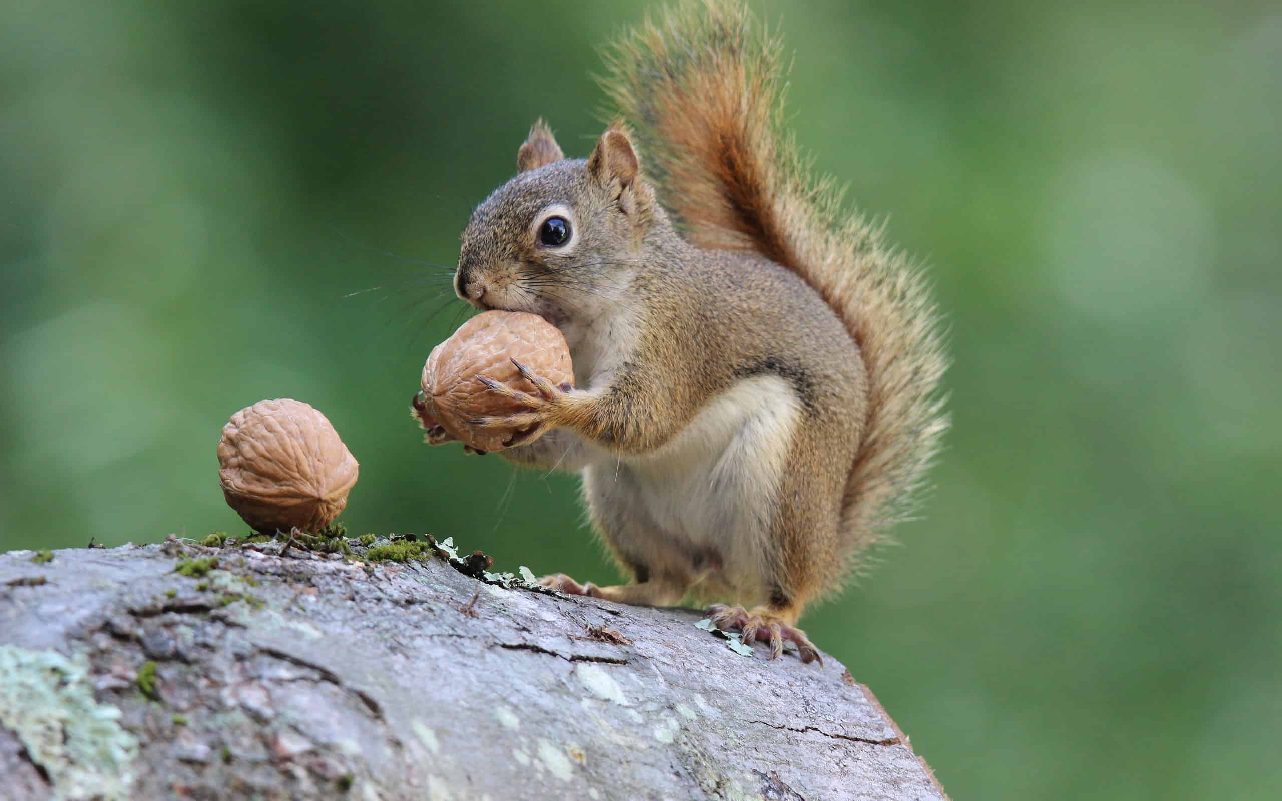 Discover 12 Smells that Attract Squirrels Like Magnets