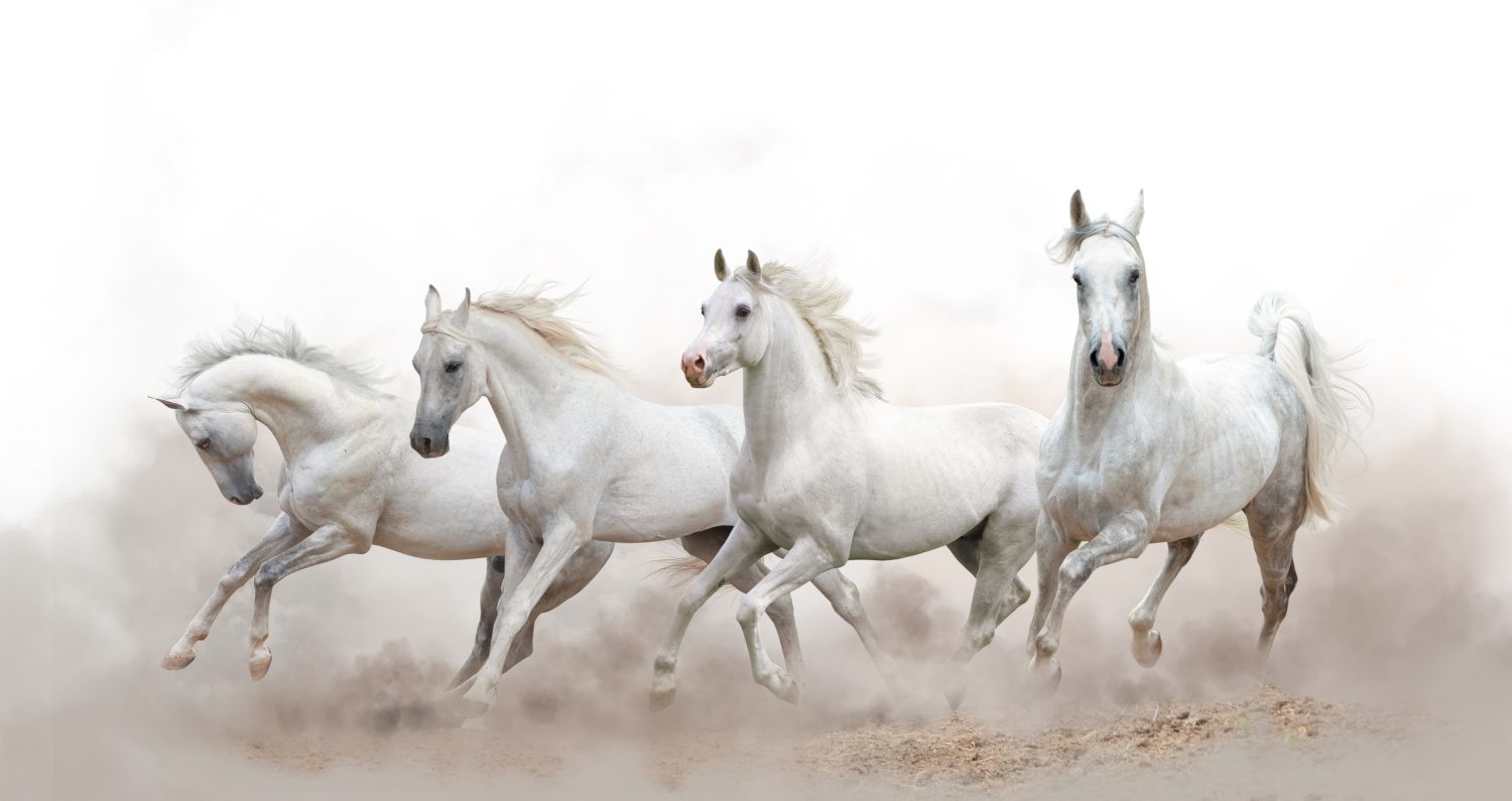 The 13 Best and Most Creative White Horse Names