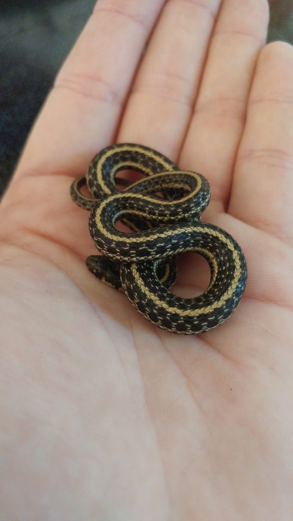 Baby Garter Snake: 10 Pictures and 10 Amazing Facts