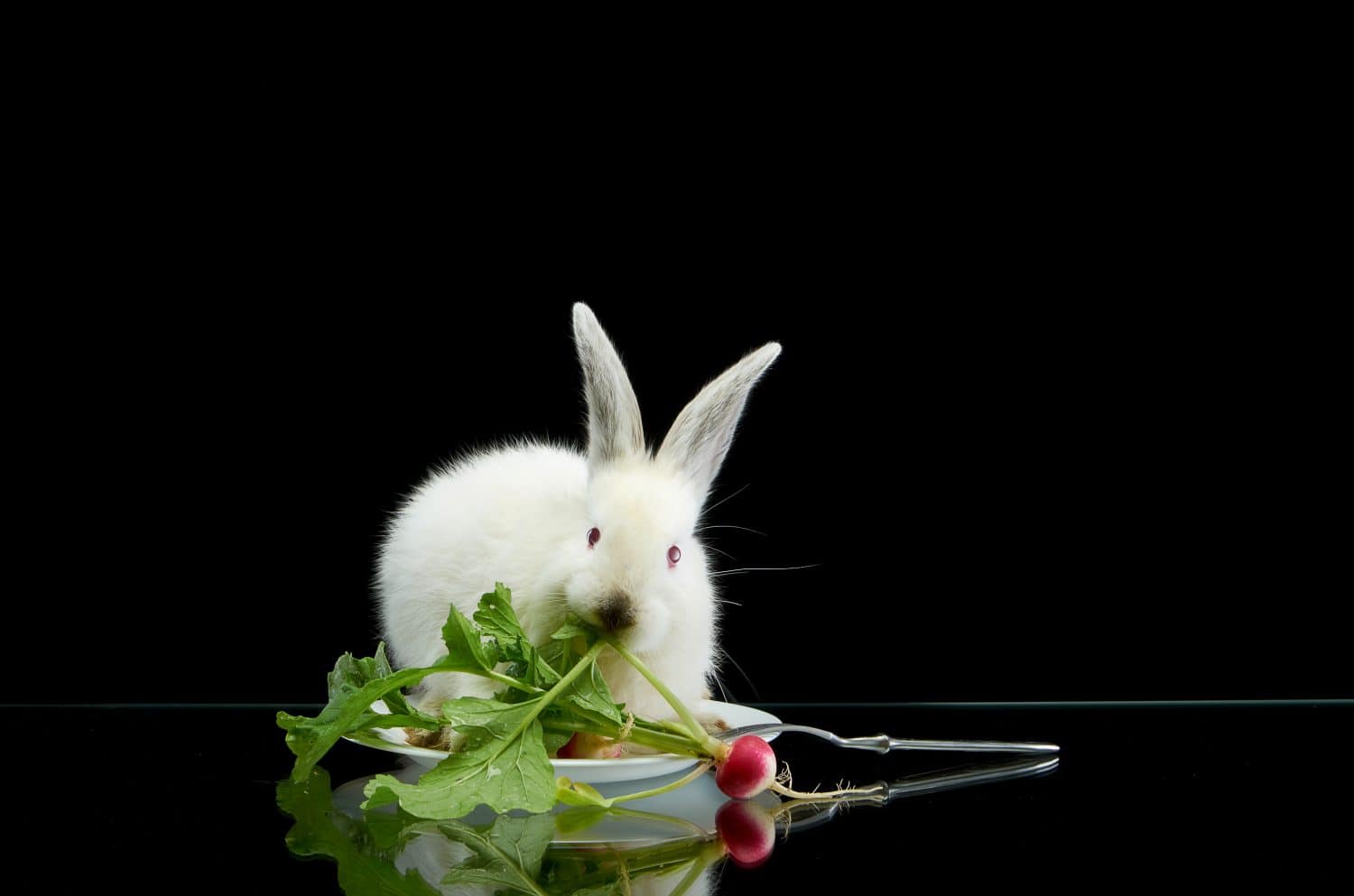 Yes, Rabbits Can Eat Radishes! But Follow These 7 Tips