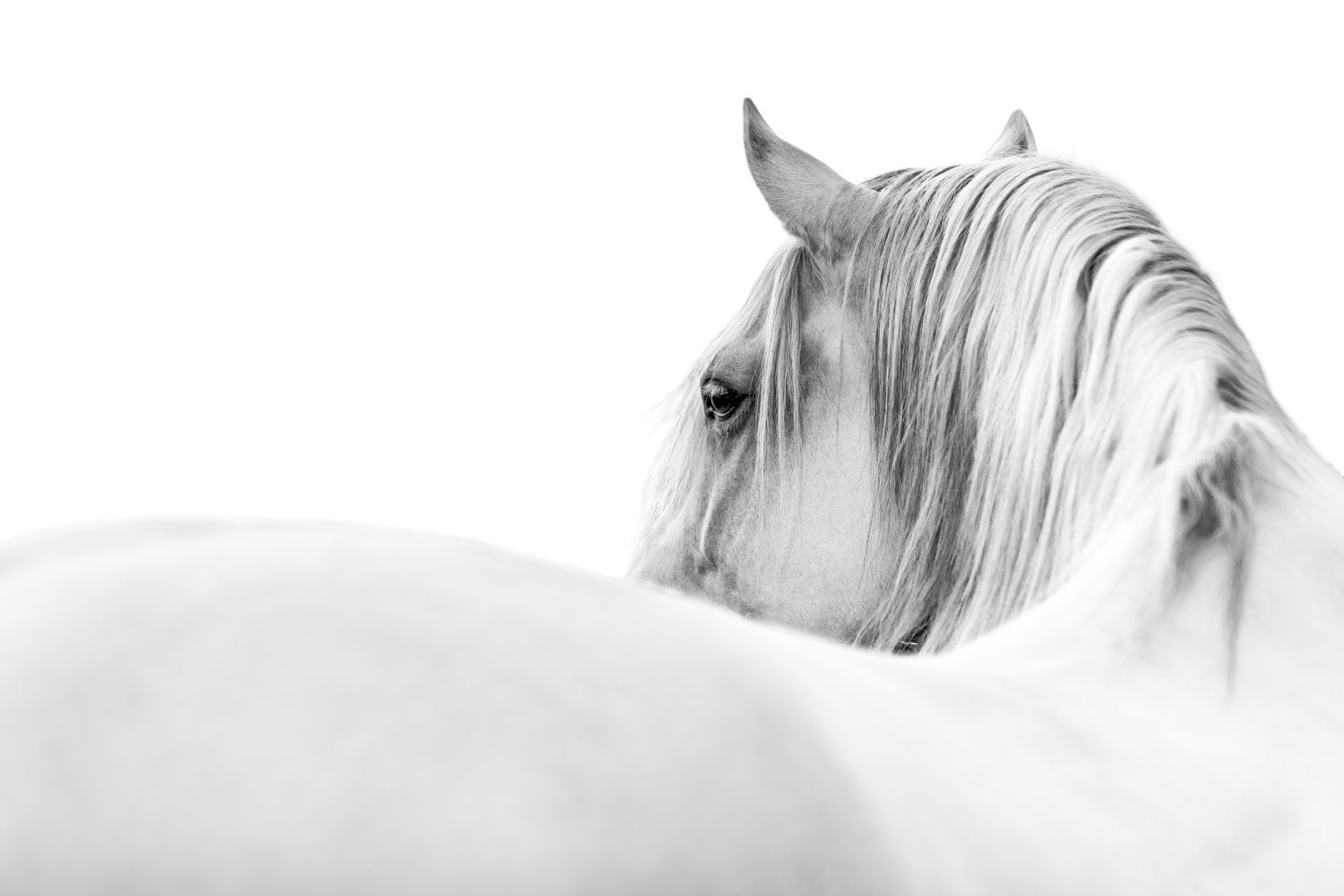 The 13 Best and Most Creative White Horse Names