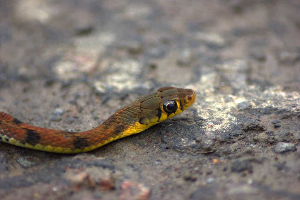 Baby Garter Snake: 10 Pictures and 10 Amazing Facts