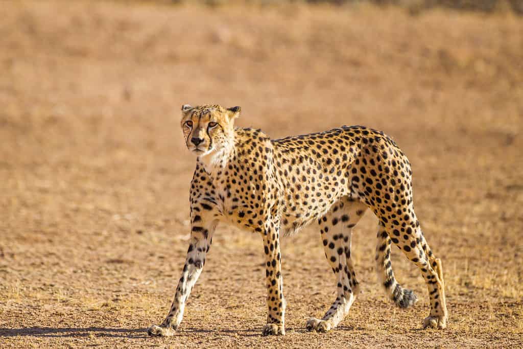 Are Cheetahs Endangered and How Many Are Left In the World?