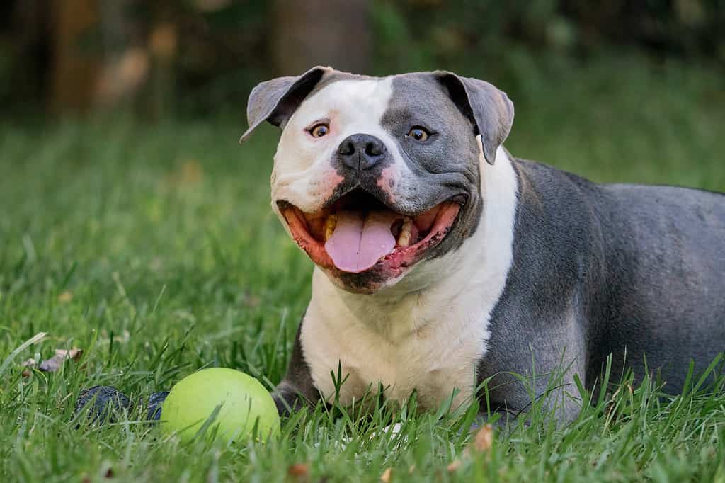 American Bully Colors