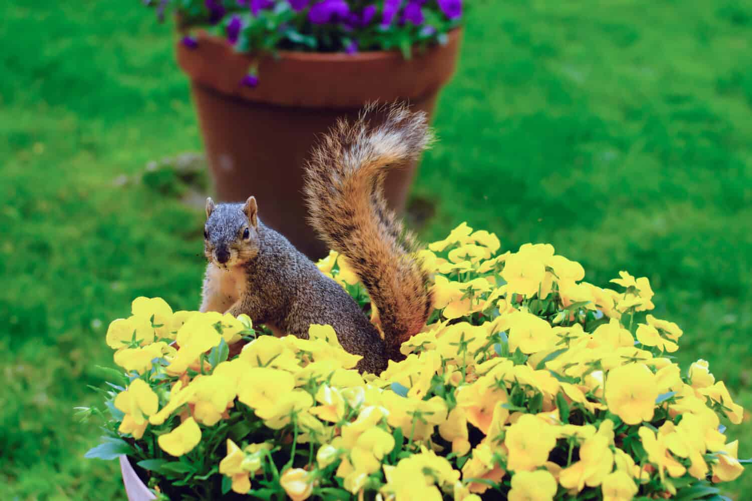 Discover 12 Smells that Attract Squirrels Like Magnets