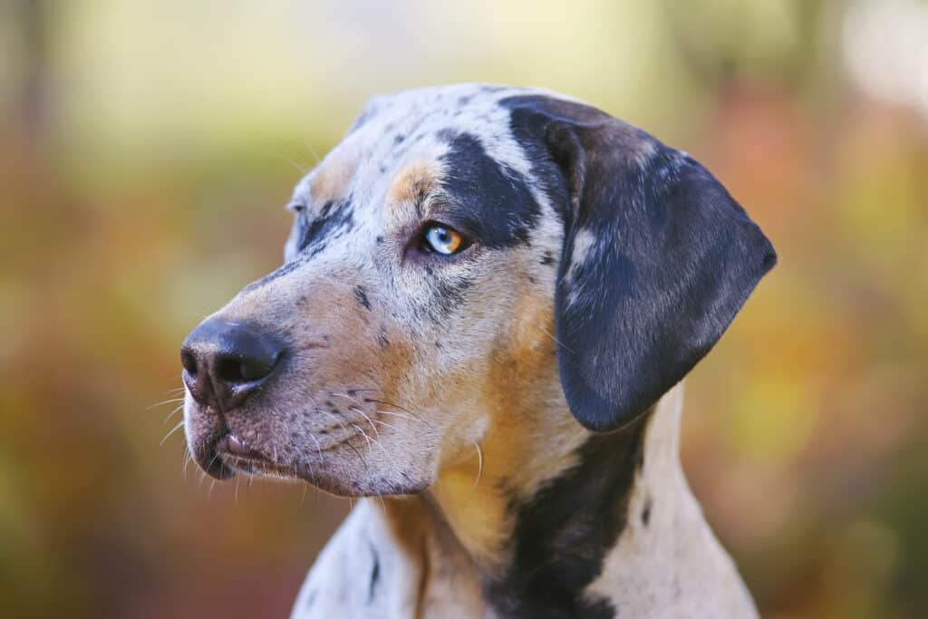 Catahoula Leopard Dog Lifespan: How Long Do These Dogs Live?