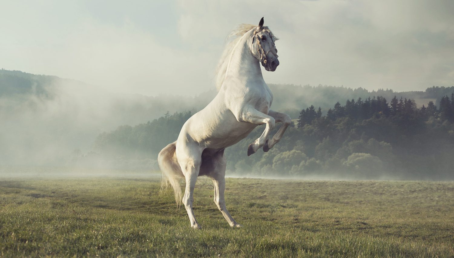 The 13 Best and Most Creative White Horse Names