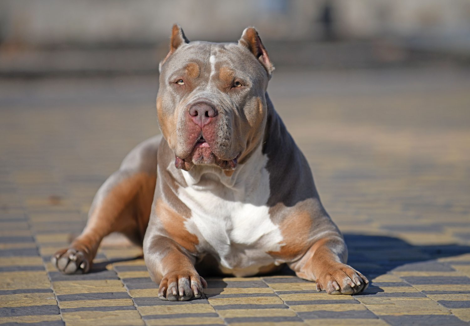 American Bully Colors