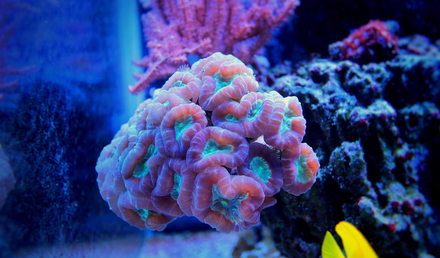 The 12 Best Corals for Reef Aquariums Reviewed