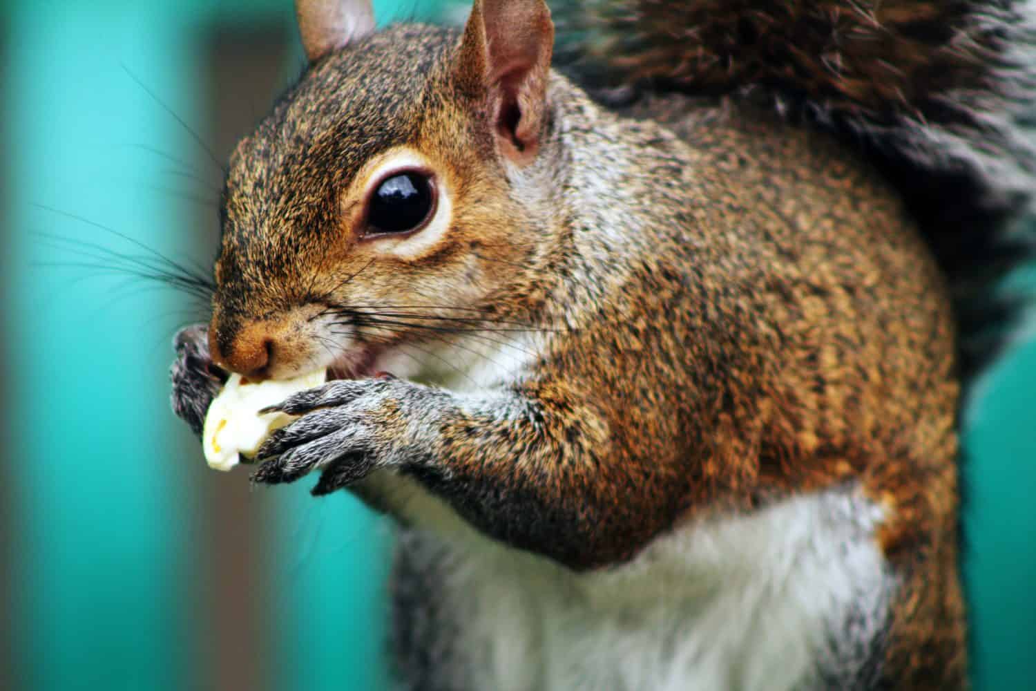 Discover 12 Smells that Attract Squirrels Like Magnets