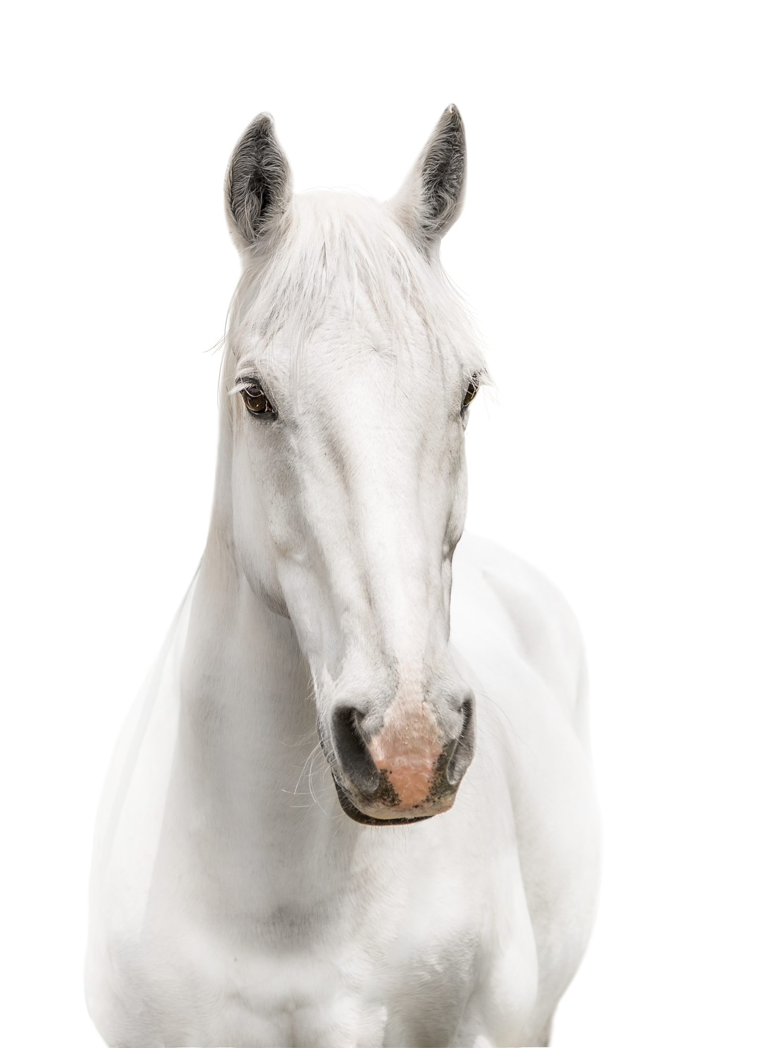 The 13 Best and Most Creative White Horse Names