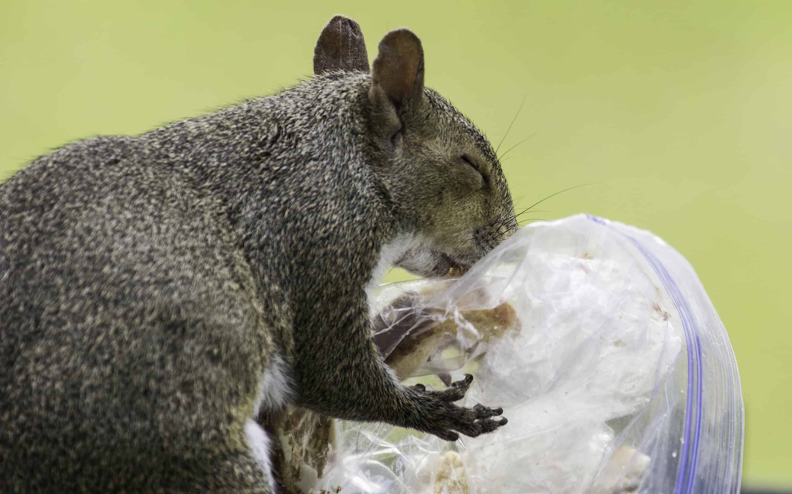 Discover 12 Smells that Attract Squirrels Like Magnets