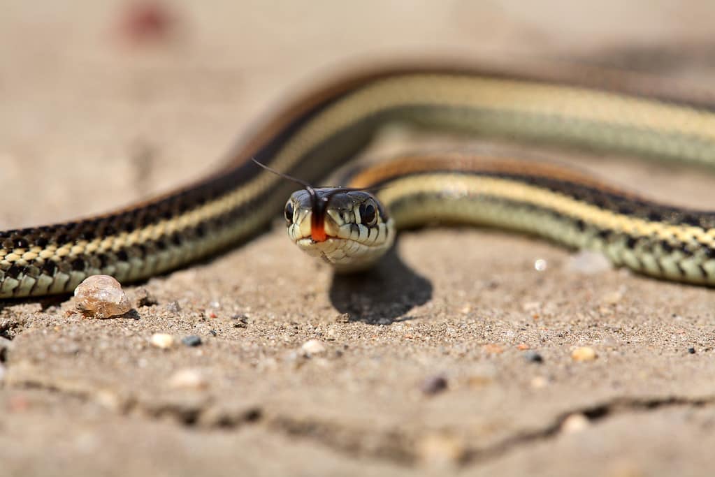 Baby Garter Snake: 10 Pictures and 10 Amazing Facts