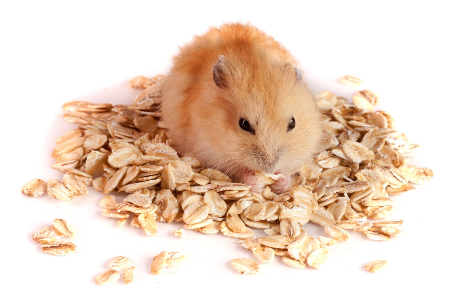 These Are the Worst (And Best) Food for Hamsters