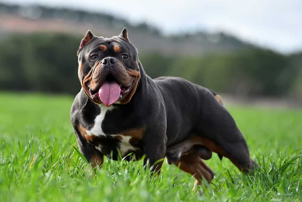 American Bully Colors