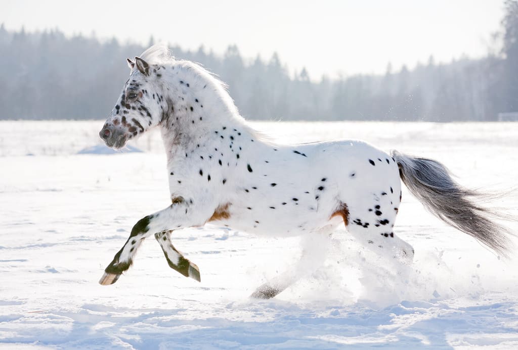 Discover the Truth About White Horses