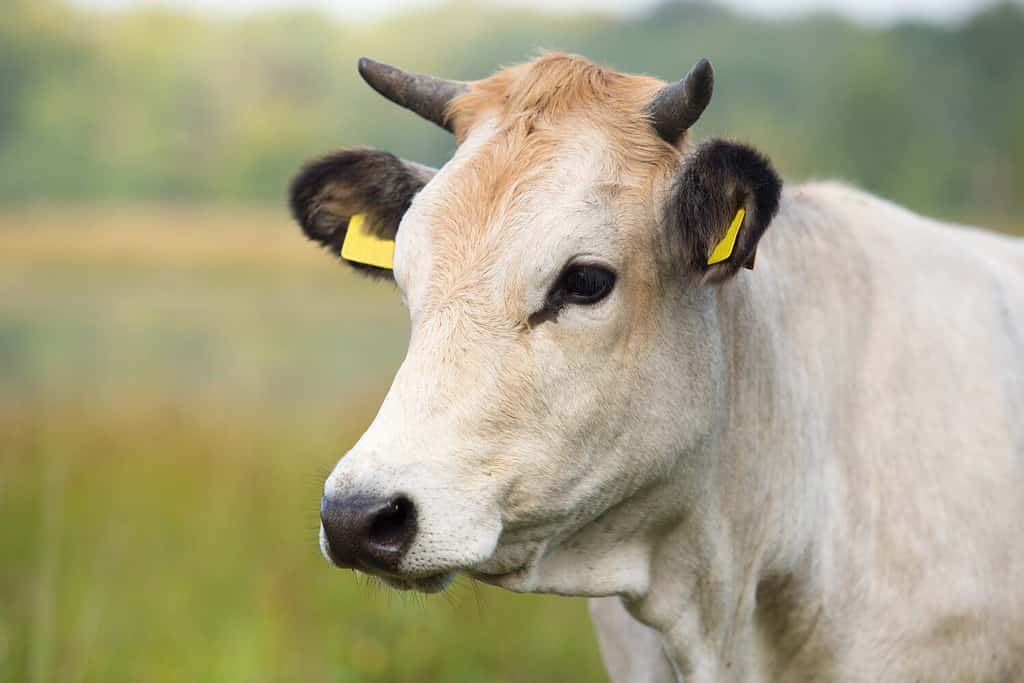 How Much Does It Cost to Care for a Cow in 2024? What to Expect Each Month