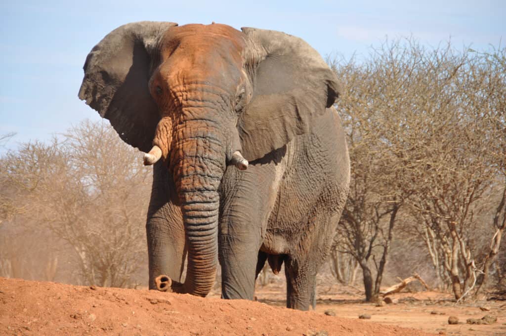 Are Elephants Endangered and How Many Are Left in the World?