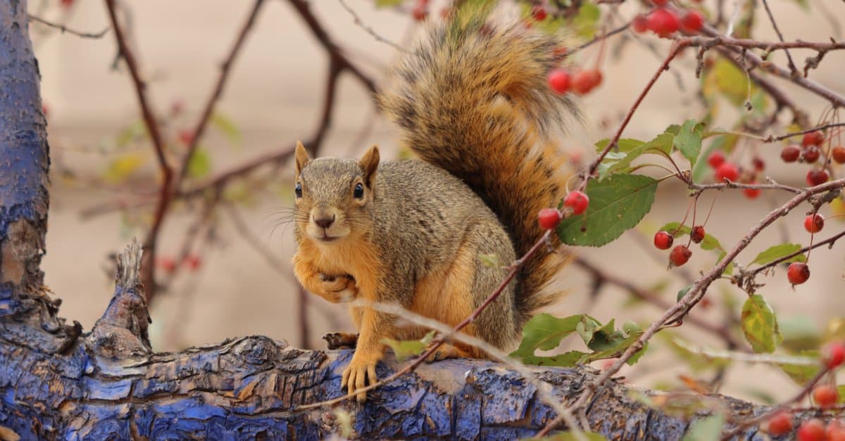 Discover 12 Smells that Attract Squirrels Like Magnets