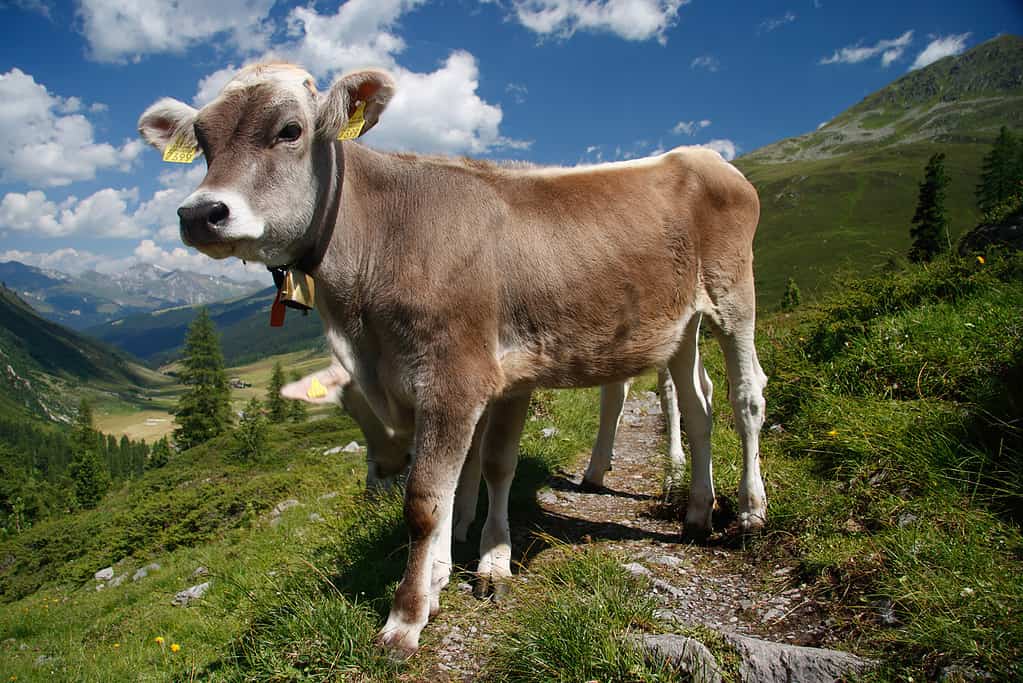 How Much Does It Cost to Care for a Cow in 2024? What to Expect Each Month