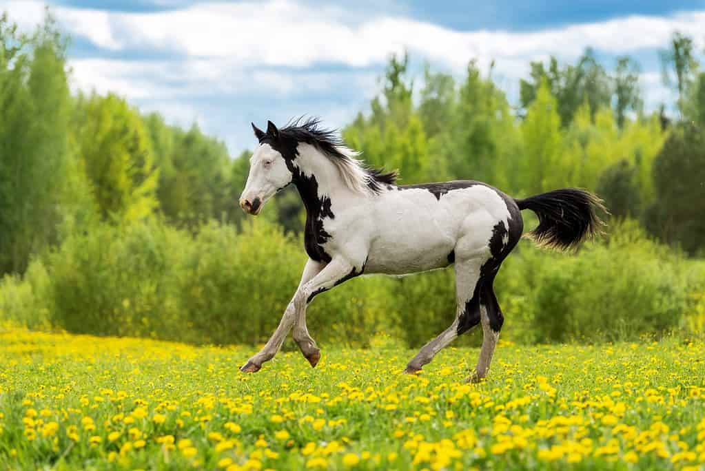 Discover the Truth About White Horses