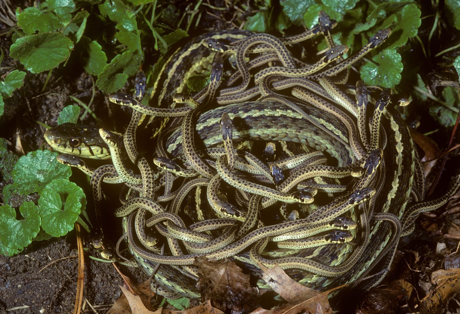 Baby Garter Snake: 10 Pictures and 10 Amazing Facts