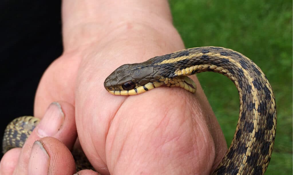 Baby Garter Snake: 10 Pictures and 10 Amazing Facts