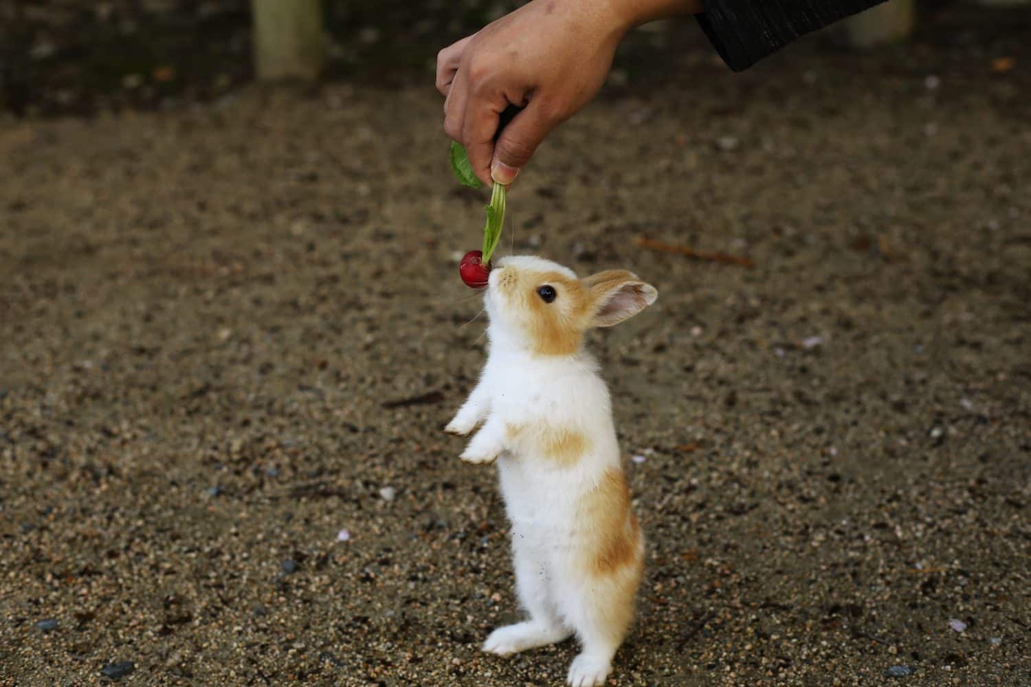 Yes, Rabbits Can Eat Radishes! But Follow These 7 Tips