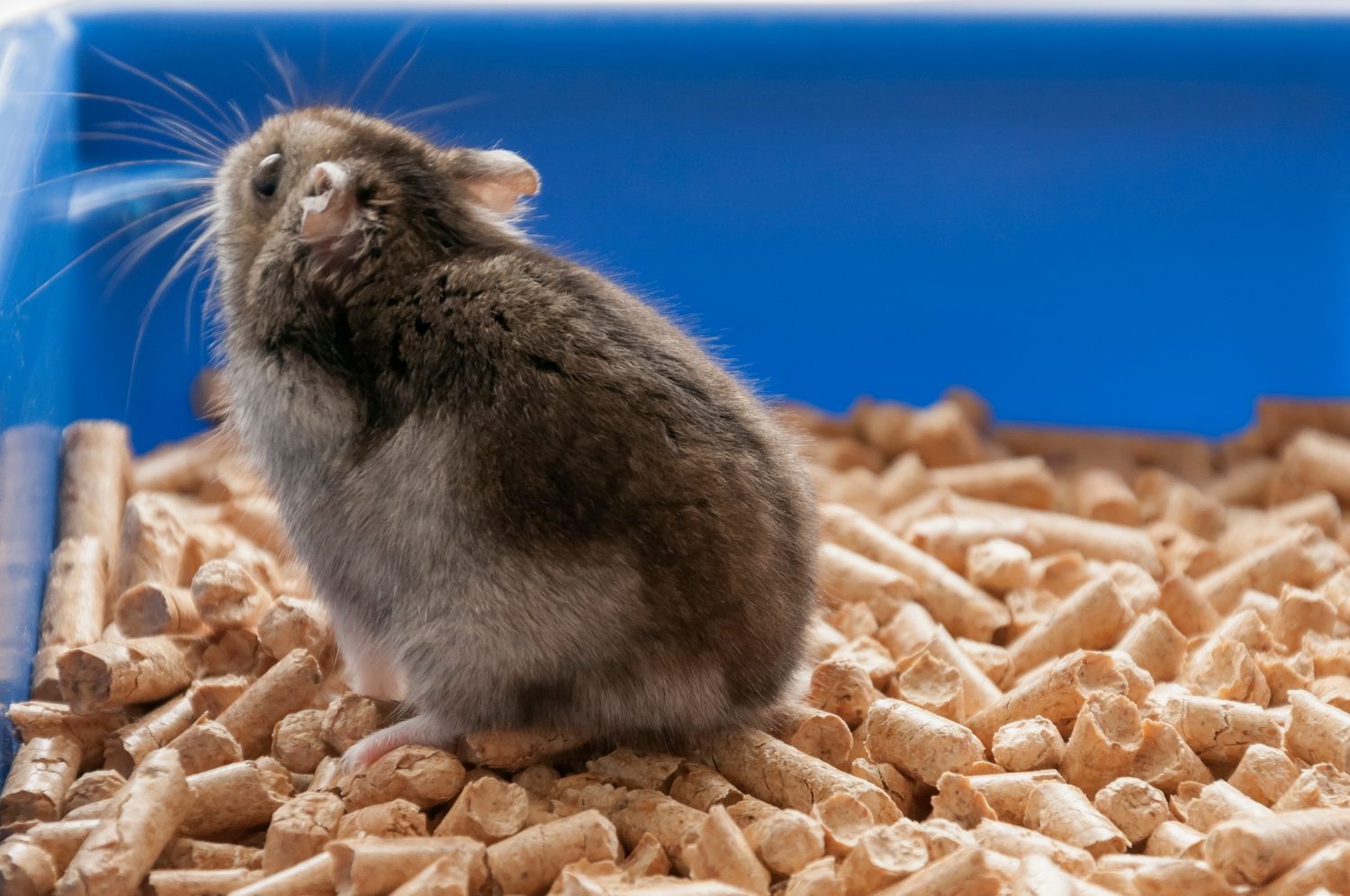 These Are the Worst (And Best) Food for Hamsters