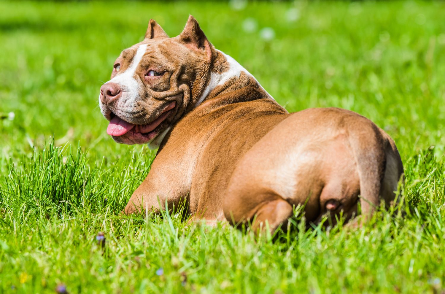 American Bully Colors