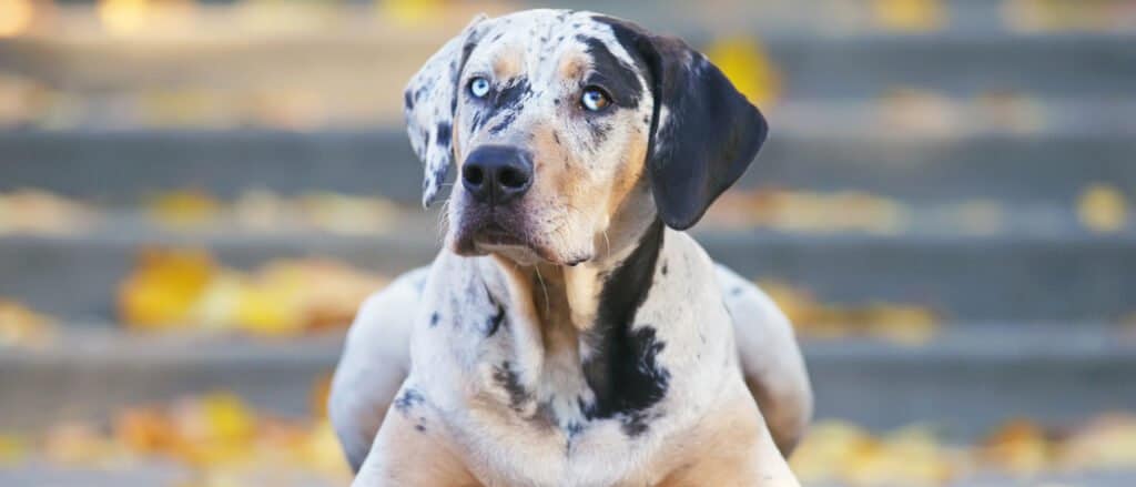 Catahoula Leopard Dog Lifespan: How Long Do These Dogs Live?