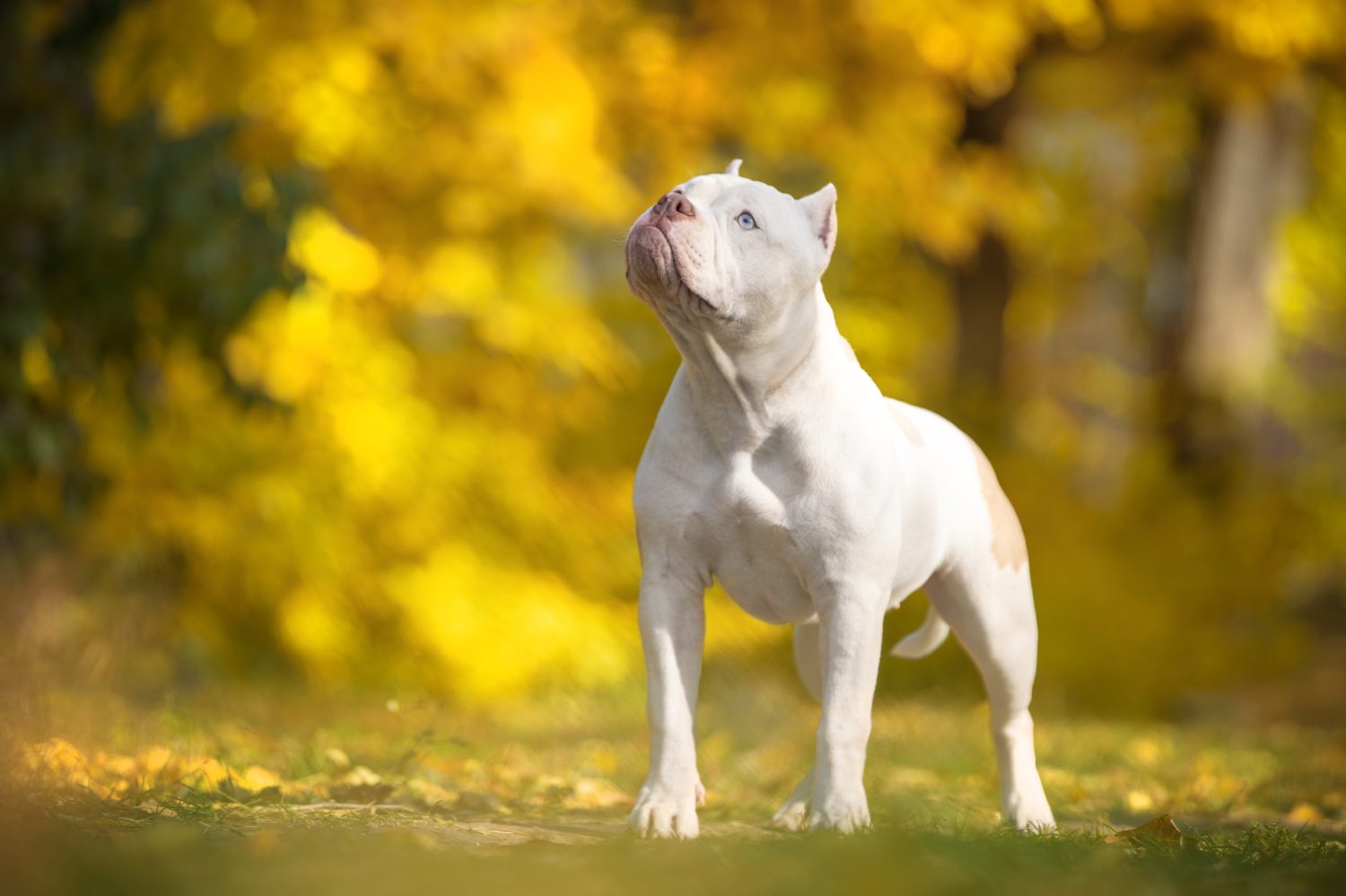 American Bully Colors