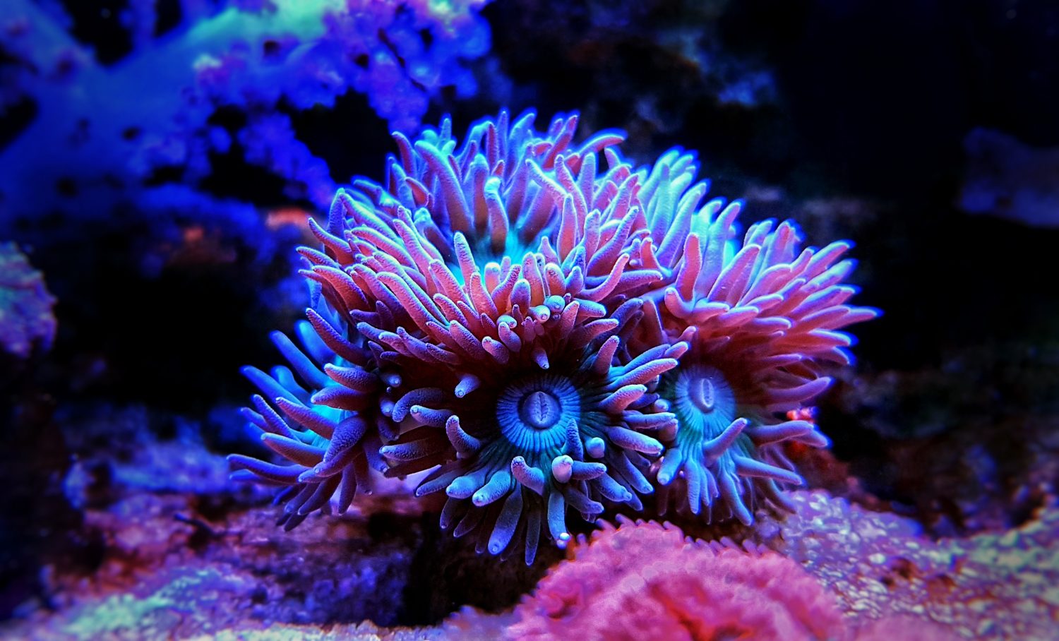 The 12 Best Corals for Reef Aquariums Reviewed