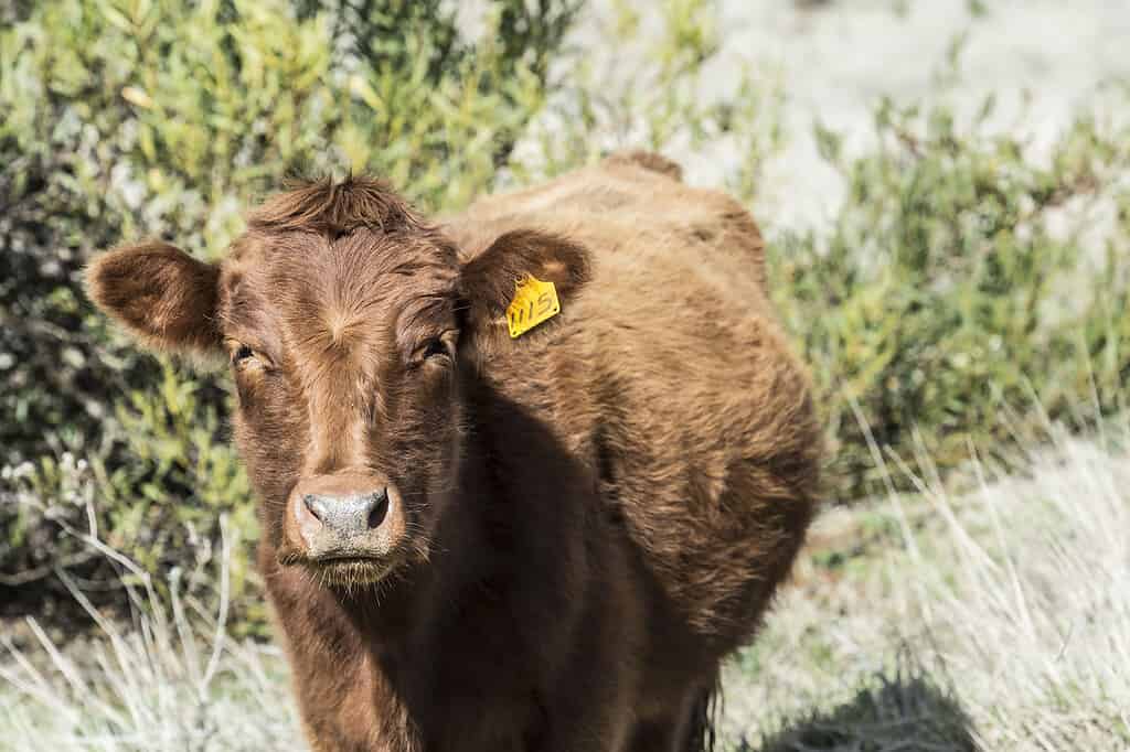 How Much Does It Cost to Care for a Cow in 2024? What to Expect Each Month