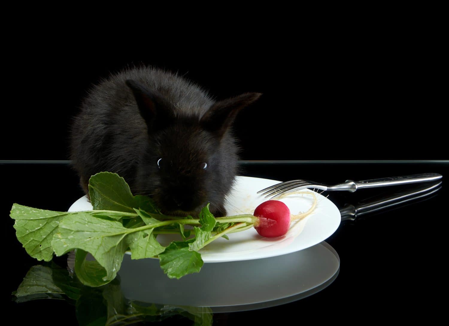 Yes, Rabbits Can Eat Radishes! But Follow These 7 Tips