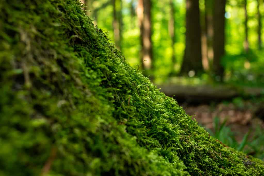 Moss vs. Lichens: Key Differences