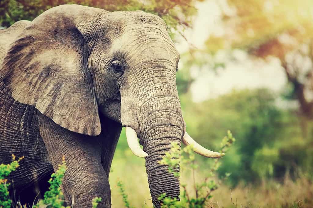 Are Elephants Endangered and How Many Are Left in the World?