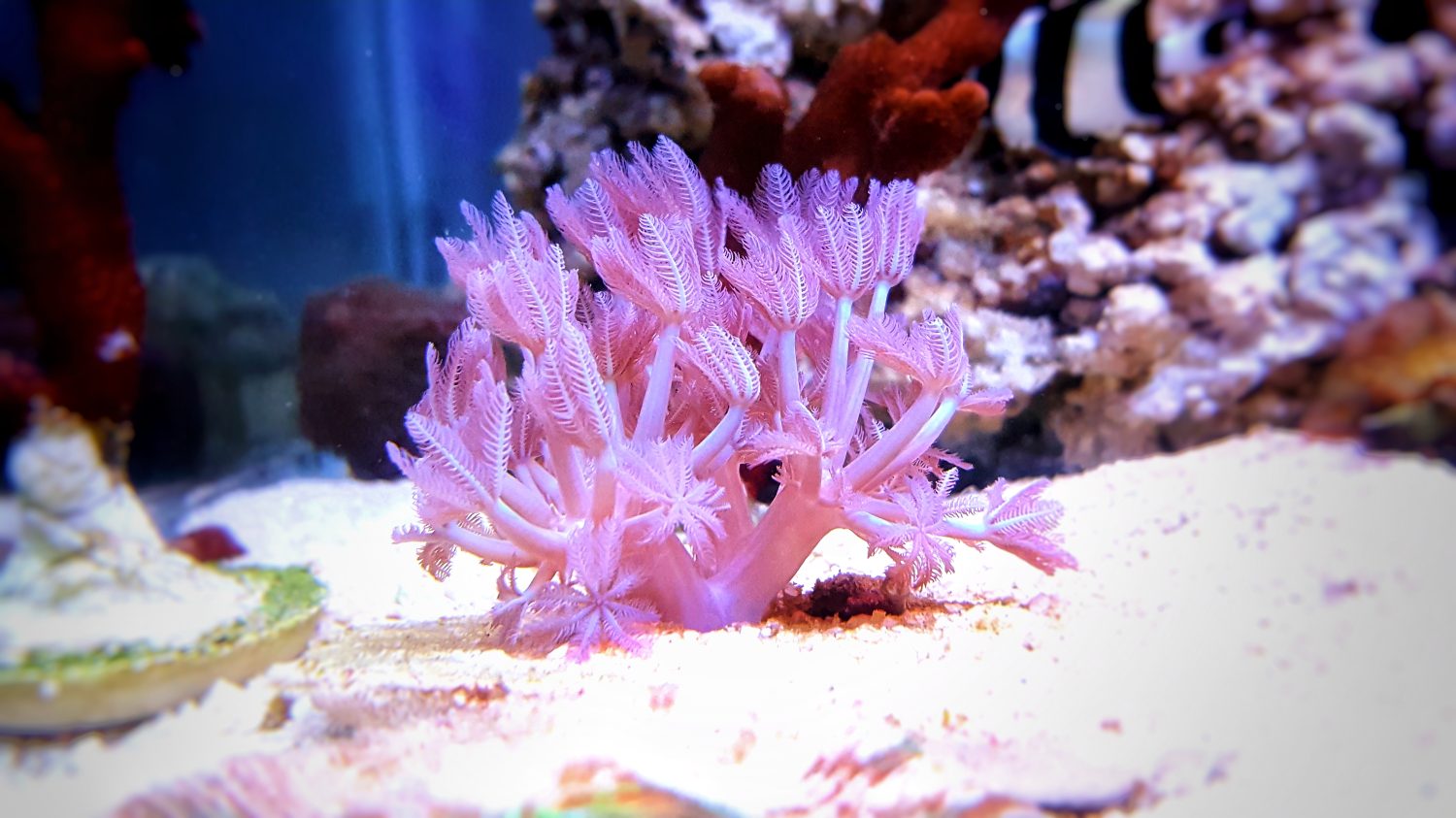 The 12 Best Corals for Reef Aquariums Reviewed