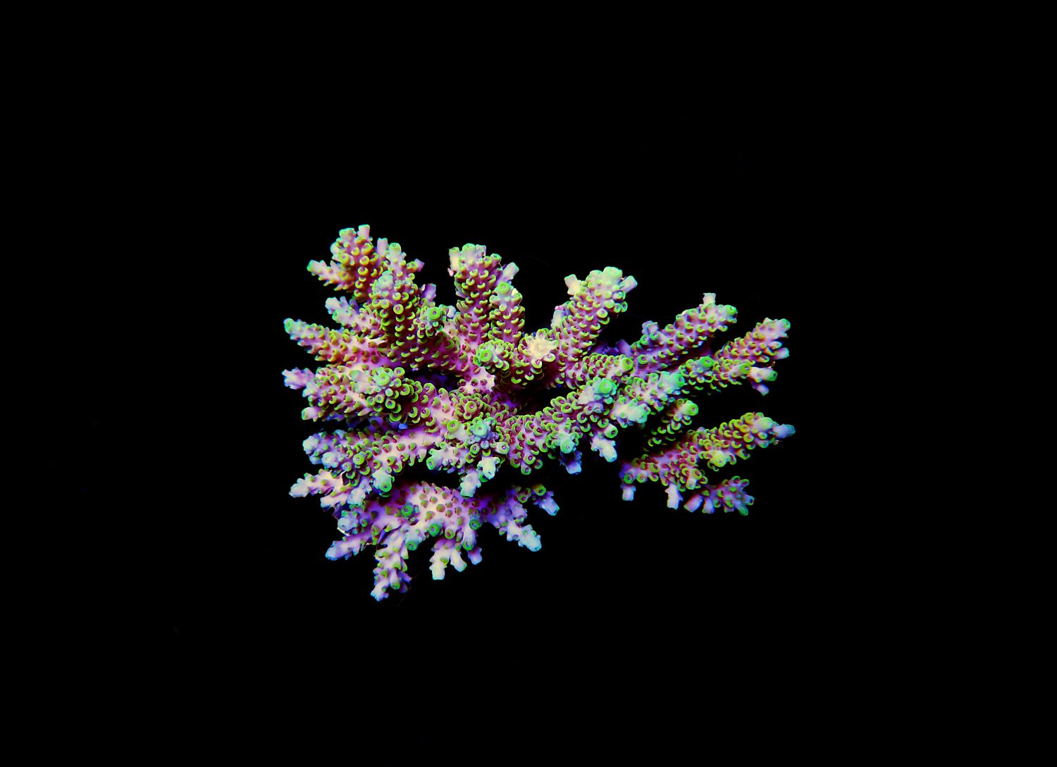 The 12 Best Corals for Reef Aquariums Reviewed