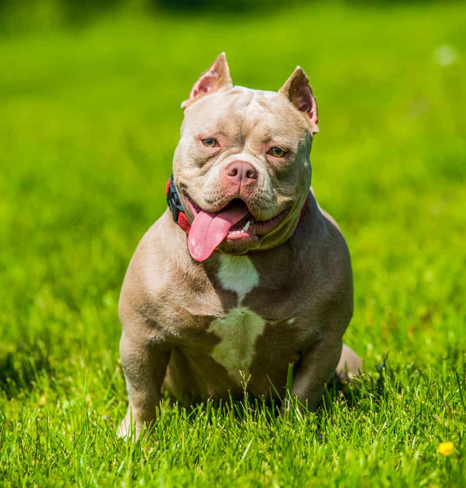 American Bully Colors