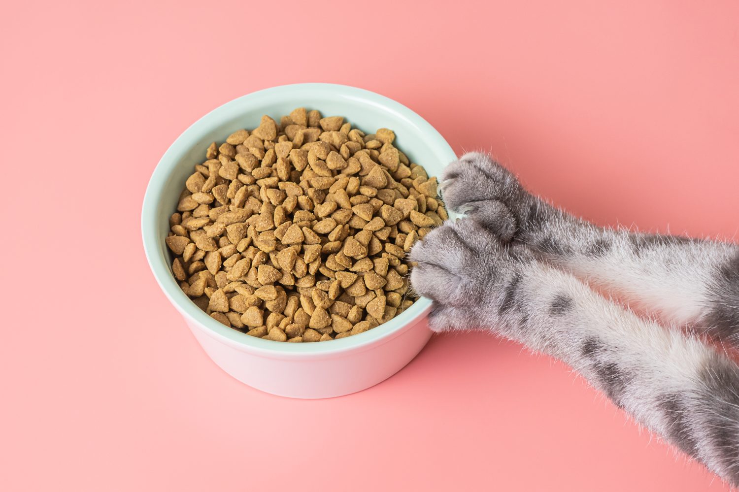 These Are the Worst (And Best) Food for Cats