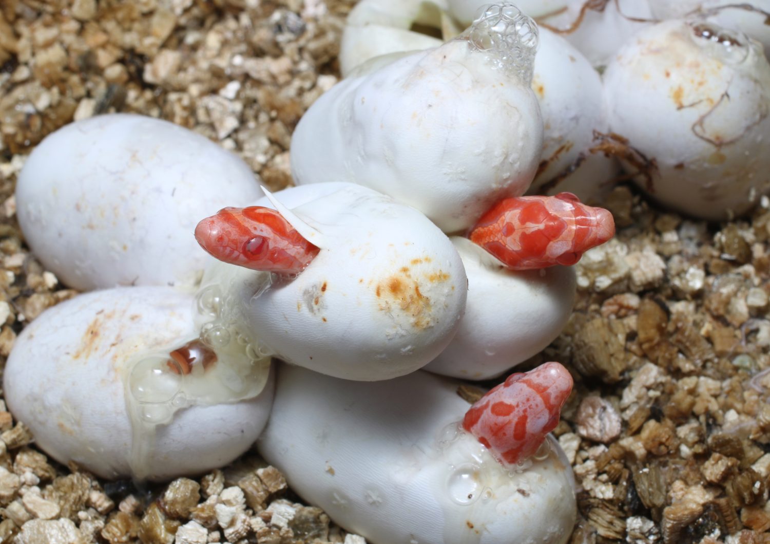 Baby Corn Snake: 8 Pictures and 8 Incredible Facts