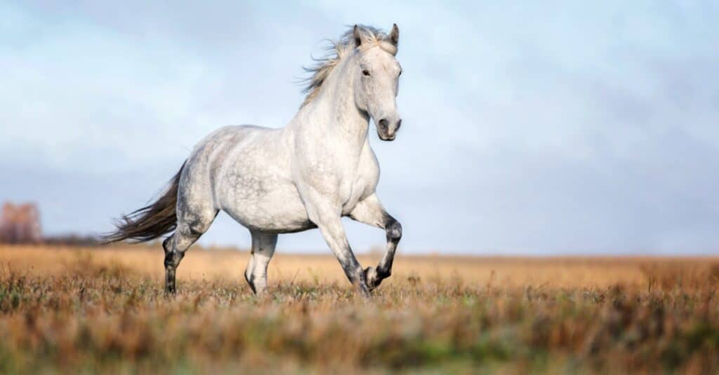 The 13 Best and Most Creative White Horse Names