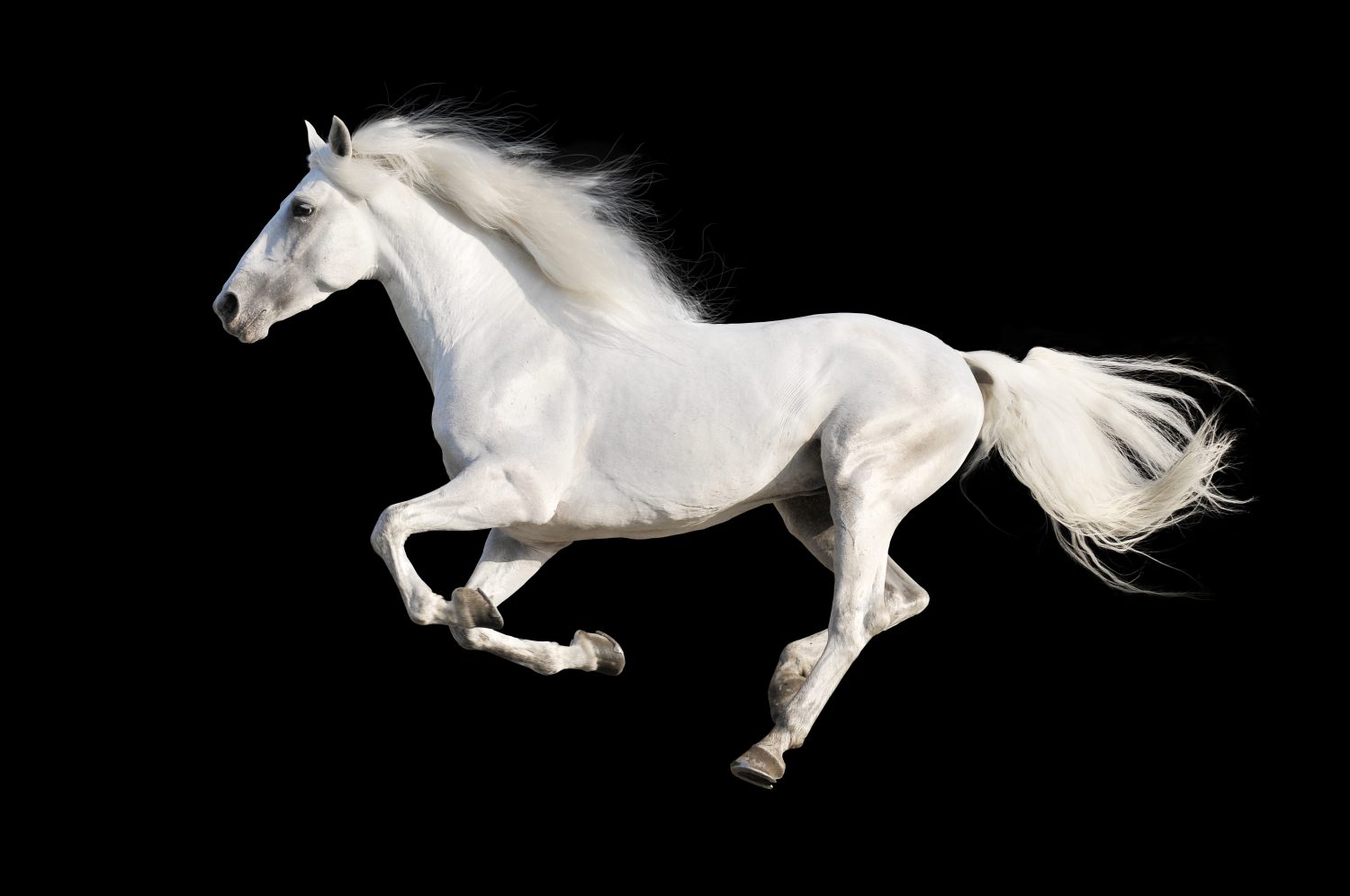 The 13 Best and Most Creative White Horse Names