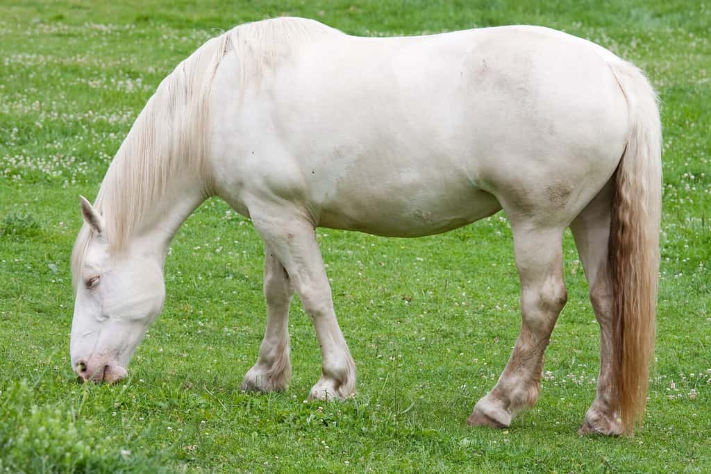 Discover the Truth About White Horses