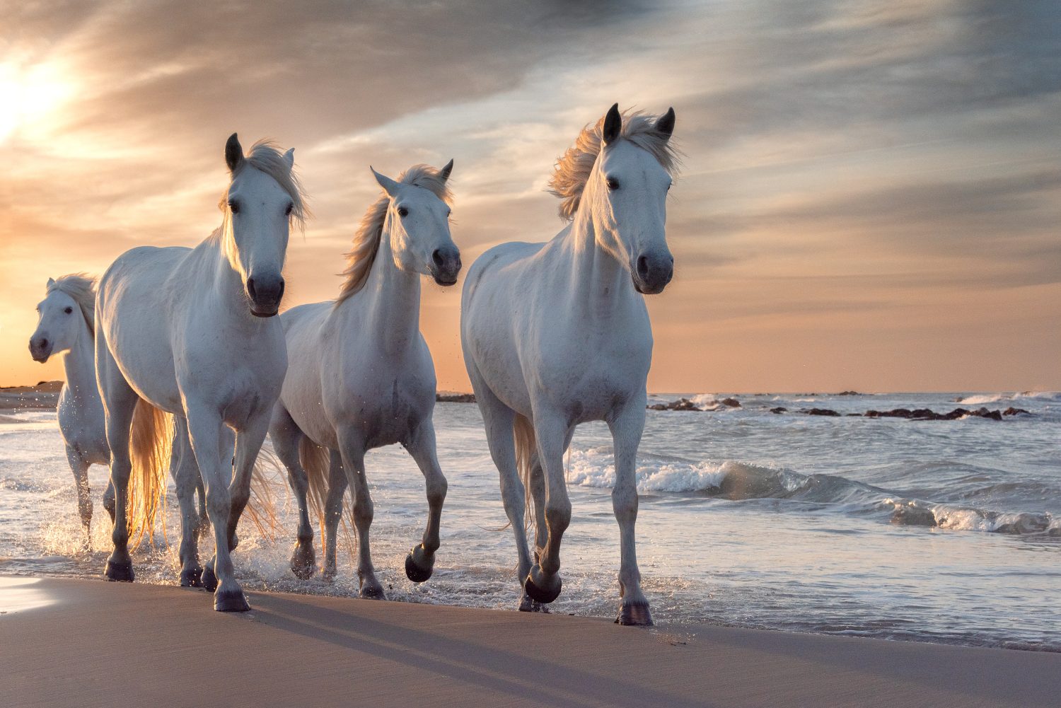 The 13 Best and Most Creative White Horse Names