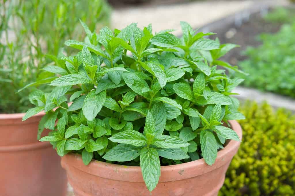 Can Mint Survive Winter? 6 Tips for Keeping Your Favorite Herb Alive