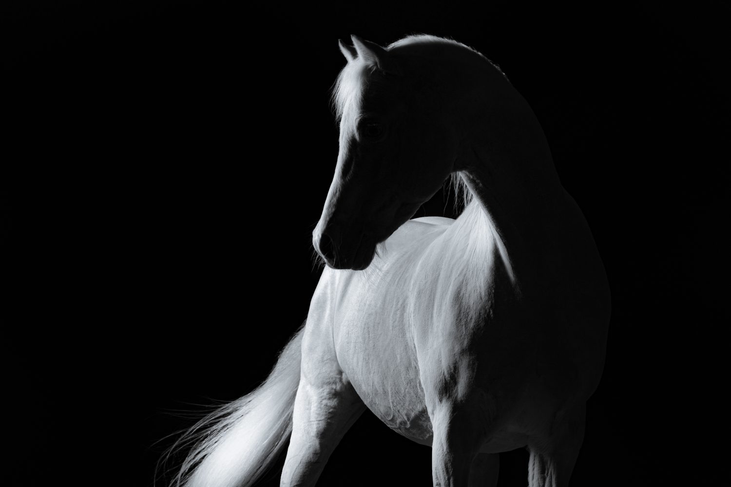 The 13 Best and Most Creative White Horse Names